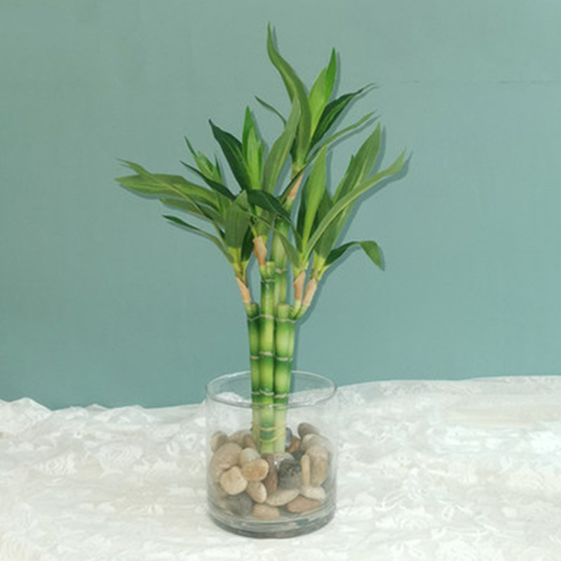 Dracaena Marginata - Nova Planta Artificial de Bambu da