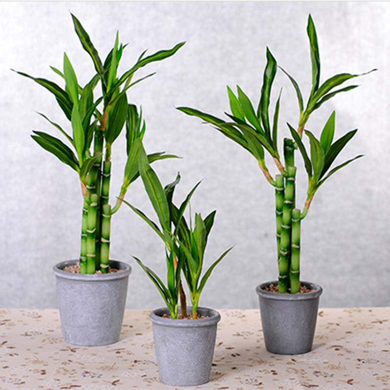Nova Planta Artificial de Bamb - Dracaena Marginata avaliação e preço