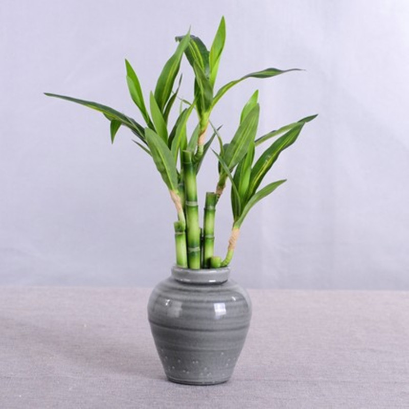 Nova Planta Artificial de Bamb - Dracaena Marginata avaliação e preço