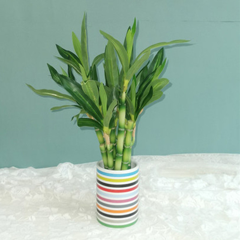 Nova Planta Artificial de Bamb - Dracaena Marginata avaliação e preço