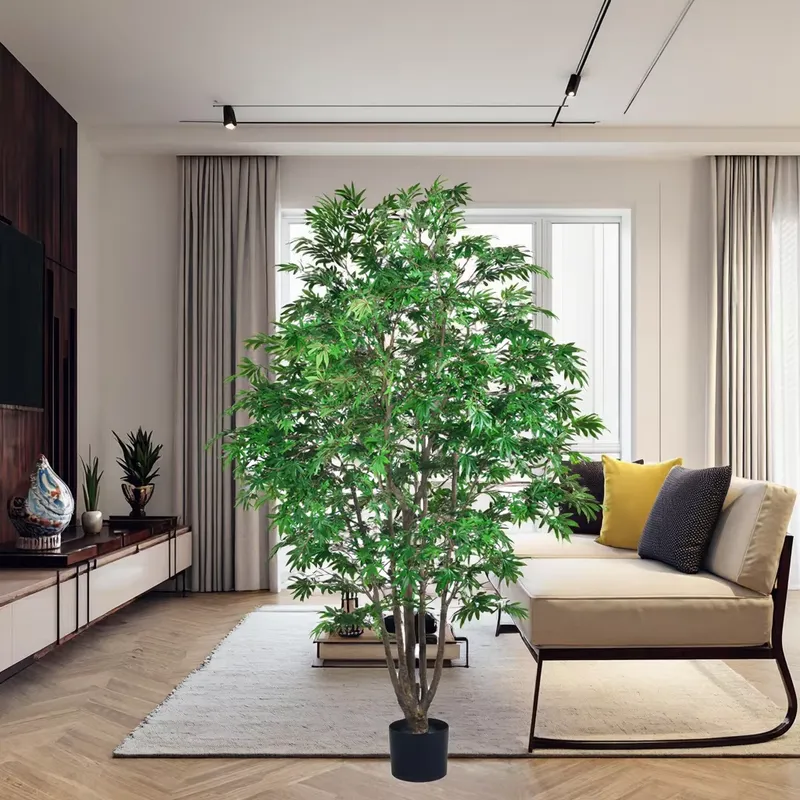 Tendência: Atacado de Árvore A - Dracaena Marginata avaliação e preço