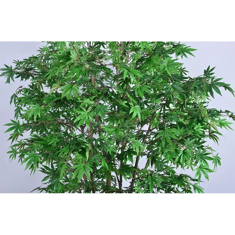 Tendência: Atacado de Árvore A - Dracaena Marginata avaliação e preço