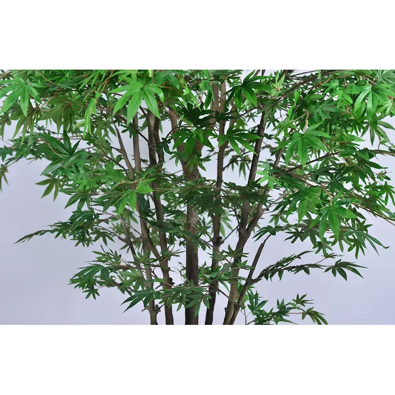 Tendência: Atacado de Árvore A - Dracaena Marginata avaliação e preço