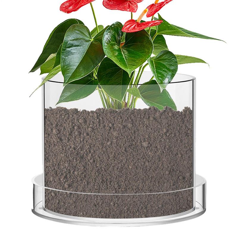 Vasos de plantas transparentes - Aloe Vera Pot avaliação e preço