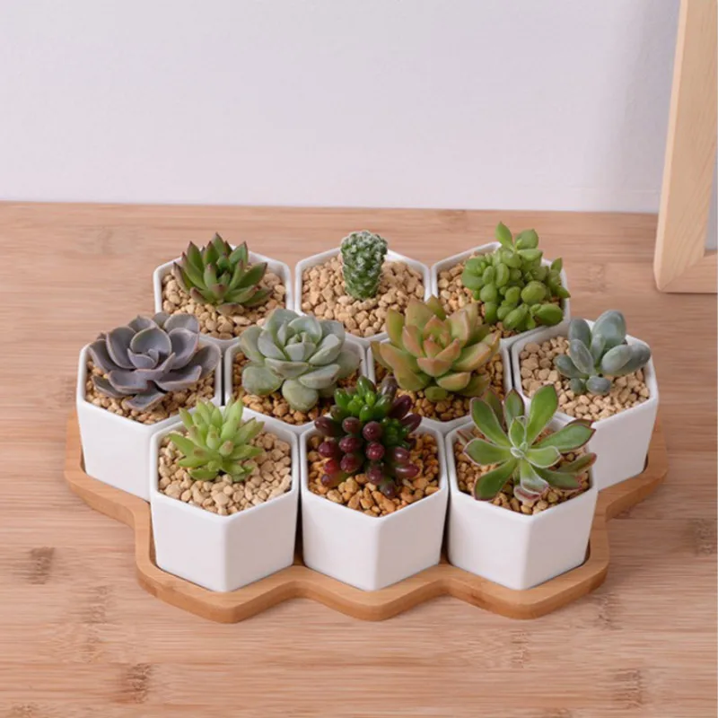 Conjunto de vasos de flores he - Aloe Vera Pot avaliação e preço